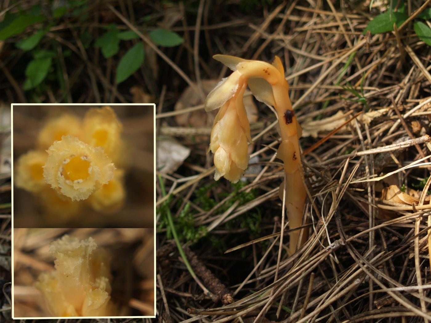 Bird's-nest, Yellow flower